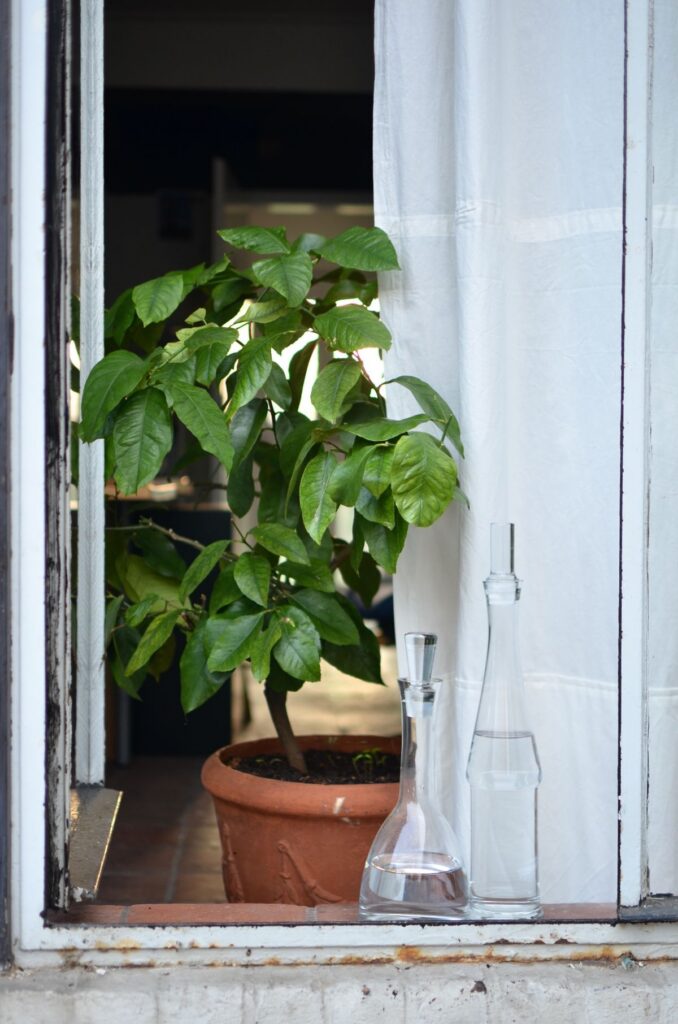 Green Shelf Plant (Demo) — illustrative stock photograph