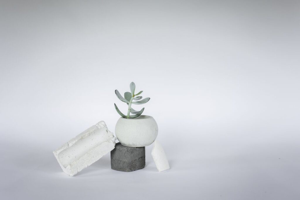 Minimal Succulent (Demo) — illustrative stock photograph