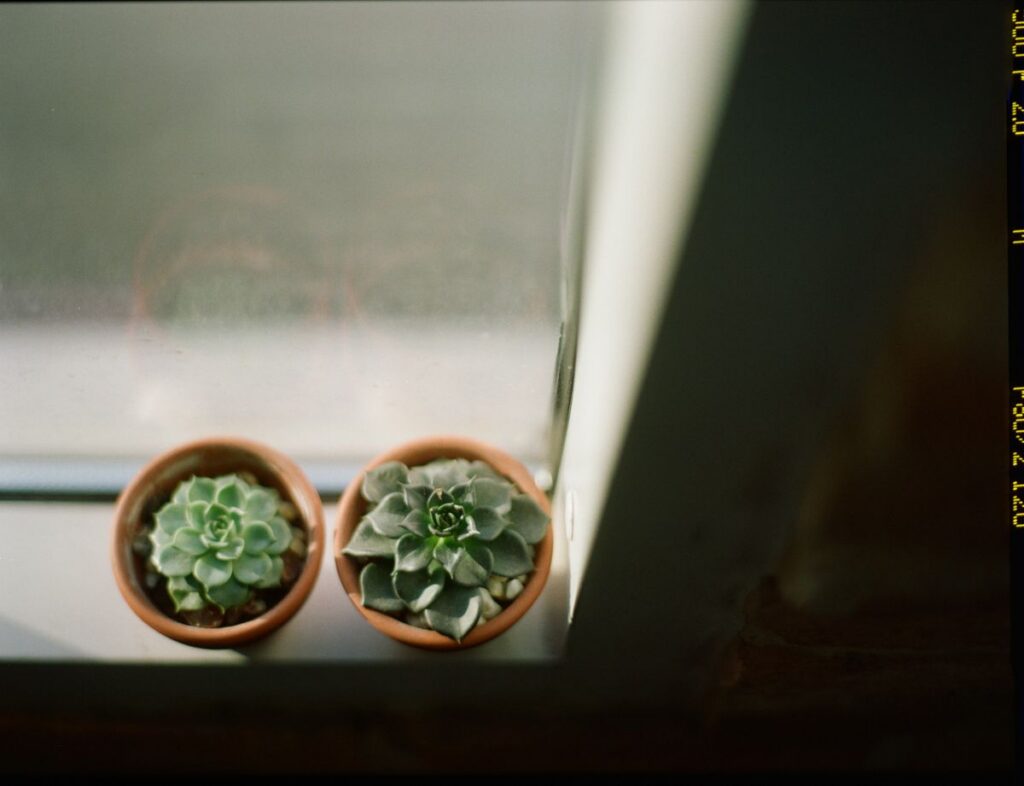 Succulent Duo (Demo) — illustrative stock photograph