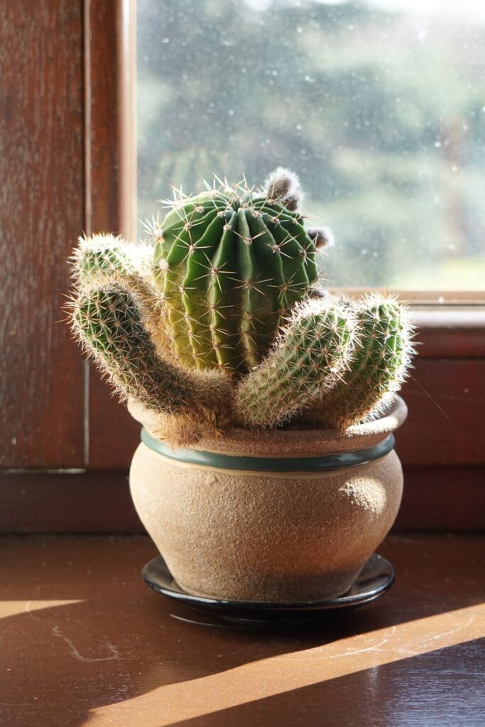 Sunny Windowsill Cactus (Demo) — illustrative stock photograph