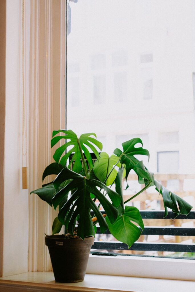 Window Monstera (Demo) — illustrative stock photograph